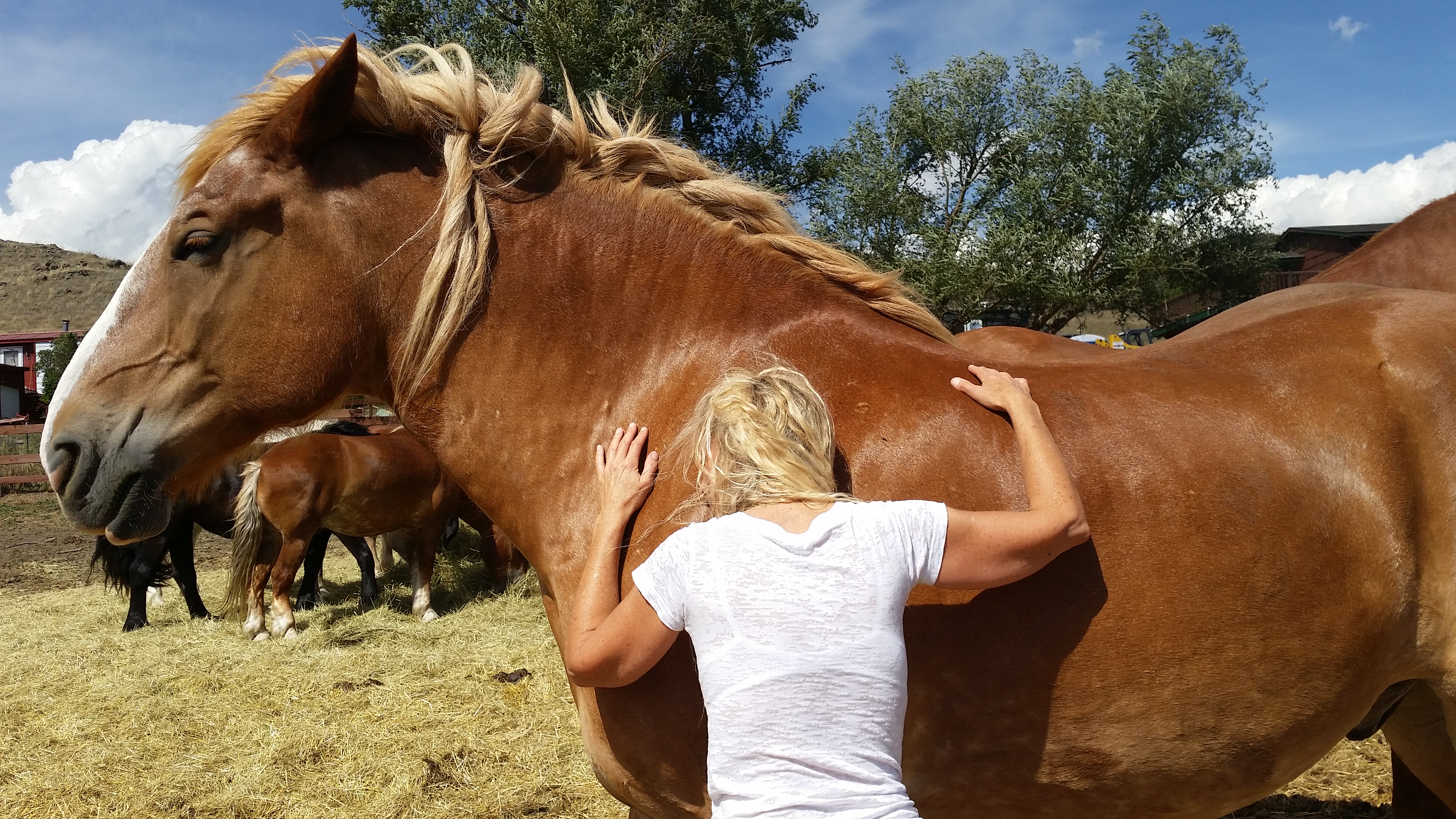 Horse Heaven