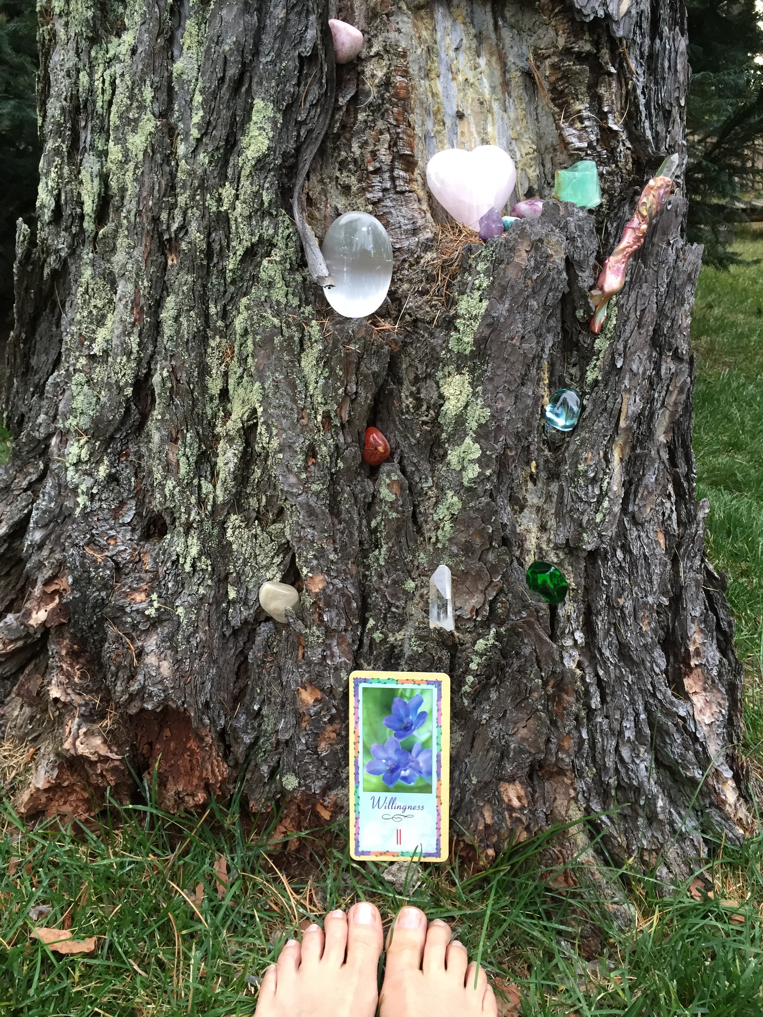 Tree Blessing…